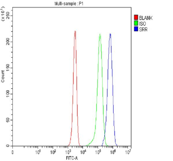 Flow Cytometry analysis of Jurkat cells using anti-Serine racemase antibody. Overlay histogram showing Jurkat cells stained with (Blue line). To facilitate intracellular staining, cells were fixed with 4% paraformaldehyde and permeabilized with permeabilization buffer. The cells were blocked with 10% normal goat serum. And then incubated with rabbit anti-Serine racemase antibody (1 ug/million cells) for 30 min at 20oC. DyLight 488 conjugated goat anti-rabbit IgG (5-10 ug/million cells) was used as secondary antibody for 30 minutes at 20oC. Isotype control antibody (Green line) was rabbit IgG (1 ug/million cells) used under the same conditions. Unlabelled sample without incubation with primary antibody and secondary antibody (Red line) was used as a blank control.