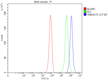 Flow Cytometry analysis of HepG2 cells using anti-TMEM175 antibody. Overlay histogram showing HepG2 cells stained with (Blue line). To facilitate intracellular staining, cells were fixed with 4% paraformaldehyde and permeabilized with permeabilization buffer. The cells were blocked with 10% normal goat serum. And then incubated with rabbit anti-TMEM175 antibody (1 ug/million cells) for 30 min at 20oC. DyLight 488 conjugated goat anti-rabbit IgG (5-10 ug/million cells) was used as secondary antibody for 30 minutes at 20oC. Isotype control antibody (Green line) was rabbit IgG (1 ug/million cells) used under the same conditions. Unlabelled sample without incubation with primary antibody and secondary antibody (Red line) was used as a blank control.