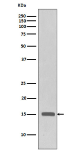 Western blot analysis of Histone H3 (tri methyl K27) expression in Hela cell lysate using Histone H3 (tri methyl K27) antibody.
