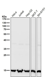 All lanes use the Histone H3 (tri methyl K27) antibody at 1:1K dilution for 1 hour at room temperature.