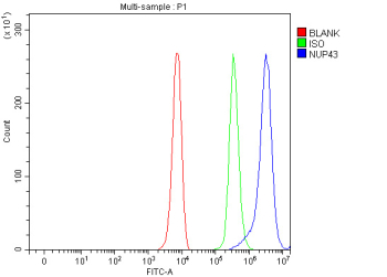 Flow cytometry analysis of fixed and permeabilized human K562 cells with NUP43 antibody at 1ug/million cells (blocked with goat sera); Red=cells alone, Green=isotype control, Blue= NUP43 antibody.