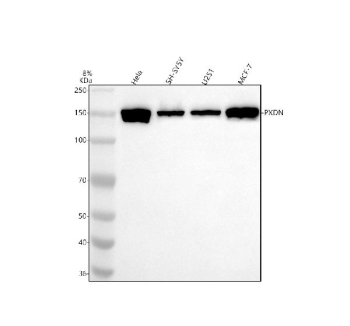 Western blot analysis of PXDN using anti-PXDN antibody. Electrophoresis was performed on a 8% SDS-PAGE gel at 80V (Stacking gel) / 120V (Resolving gel) for 2 hours. Lane 1: human Hela whole cell lysates, Lane 2: human SH-SY5Y whole cell lysates, Lane 3: human U251 whole cell lysates, Lane 4: human MCF-7 whole cell lysates. After electrophoresis, proteins were transferred to a nitrocellulose membrane at 150 mA for 50-90 minutes. Blocked the membrane with 5% non-fat milk/TBS for 1.5 hour at RT. The membrane was incubated with rabbit anti-PXDN antibody at 0.5 ug/ml overnight at 4oC, then washed with TBS-0.1%Tween 3 times with 5 minutes each and probed with a goat anti-rabbit IgG-HRP secondary antibody at a dilution of 1:5000 for 1.5 hour at RT. The signal was developed using an ECL Plus Western Blotting Substrate. A specific band was detected for PXDN at approximately 165 kDa. The expected band size for PXDN is at 165 kDa.