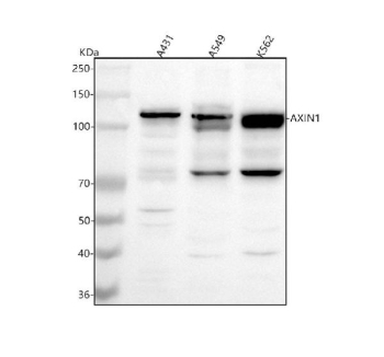 Western blot analysis of AXIN1 using anti-AXIN1 antibody. Lane 1: human whole cell lysates, Lane 2: human whole cell lysates, Lane 3: human K562 whole cell lysates. After electrophoresis, proteins were transferred to a nitrocellulose membrane at 150 mA for 50-90 minutes. Blocked the membrane with 5% non-fat milk/TBS for 1.5 hour at RT. The membrane was incubated with rabbit anti-AXIN1 antibody at 0.5 ug/ml overnight at 4oC, then washed with TBS-0.1%Tween 3 times with 5 minutes each and probed with a goat anti-rabbit IgG-HRP secondary antibody at a dilution of 1:5000 for 1.5 hour at RT. The signal was developed using enhanced chemiluminescent. AXIN1 antibody detects one or two bands between 90-100 kDa in the indicated cell lysates, consistent with full-length AXIN1 and its phosphorylated form. A smaller band at ~70 kDa is observed in A549 and K562 lysates, likely representing a truncated C-terminal fragment generated by regulated proteolysis or caspase cleavage.