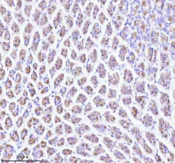 Immunohistochemical staining of ATP4B using anti-ATP4B antibody. ATP4B was detected in a paraffin-embedded section of mouse stomach tissue. Heat mediated antigen retrieval was performed in EDTA buffer (pH 8.0, epitope retrieval solution). The tissue section was blocked with 10% goat serum. The tissue section was then incubated with 2 ug/ml rabbit anti-ATP4B antibody overnight at 4oC. Peroxidase Conjugated Goat Anti-rabbit IgG was used as secondary antibody and incubated for 30 minutes at 37oC. The tissue section was developed using an HRP secondary and DAB substrate.