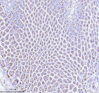 Immunohistochemical staining of ATP4B using anti-ATP4B antibody. ATP4B was detected in a paraffin-embedded section of mouse stomach tissue. Heat mediated antigen retrieval was performed in EDTA buffer (pH 8.0, epitope retrieval solution). The tissue section was blocked with 10% goat serum. The tissue section was then incubated with 2 ug/ml rabbit anti-ATP4B antibody overnight at 4oC. Peroxidase Conjugated Goat Anti-rabbit IgG was used as secondary antibody and incubated for 30 minutes at 37oC. The tissue section was developed using an HRP secondary and DAB substrate.
