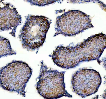 Immunohistochemical staining of NASP using anti-NASP antibody. NASP was detected in a paraffin-embedded section of mouse testis tissue. Heat mediated antigen retrieval was performed in EDTA buffer (pH 8.0, epitope retrieval solution). The tissue section was blocked with 10% goat serum. The tissue section was then incubated with 2 ug/ml rabbit anti-NASP antibody overnight at 4oC. Peroxidase Conjugated Goat Anti-rabbit IgG was used as secondary antibody and incubated for 30 minutes at 37oC. The tissue section was developed using an HRP secondary and DAB substrate.