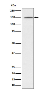 Western blot analysis of phospho-Phospholipase C gamma 1/PLC-gamma-1 (pY1253) expression in Jurkat treated with Pervanadate lysate, using Phospho-Phospholipase C gamma 1 (pTyr1253) antibody.