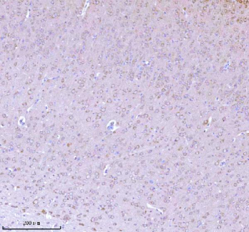 Immunohistochemical staining of NRTN using anti-NRTN antibody. NRTN was detected in a paraffin-embedded section of mouse brain tissue. Heat mediated antigen retrieval was performed in EDTA buffer (pH 8.0, epitope retrieval solution). The tissue section was blocked with 10% goat serum. The tissue section was then incubated with 2 ug/ml rabbit anti-NRTN antibody overnight at 4oC. Peroxidase Conjugated Goat Anti-rabbit IgG was used as secondary antibody and incubated for 30 minutes at 37oC. The tissue section was developed using an HRP secondary and DAB substrate.