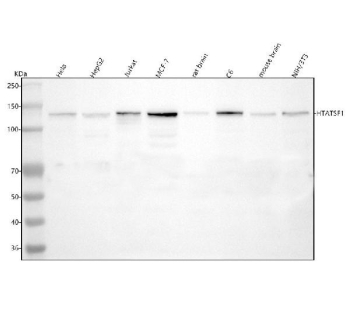 Western blot analysis of HTATSF1 using anti-HTATSF1 antibody. Lane 1: human Hela whole cell lysates, Lane 2: human HepG2 whole cell lysates, Lane 3: human Jurkat whole cell lysates, Lane 4: human MCF-7 whole cell lysates, Lane 5: rat brain tissue lysates, Lane 6: rat C6 tissue lysates, Lane 7: mouse brain tissue lysates, Lane 8: mouse NIH/3T3 whole cell lysates. After electrophoresis, proteins were transferred to a nitrocellulose membrane at 150 mA for 50-90 minutes. Blocked the membrane with 5% non-fat milk/TBS for 1.5 hour at RT. The membrane was incubated with rabbit anti-HTATSF1 antibody at 0.5 ug/ml overnight at 4oC, then washed with TBS-0.1%Tween 3 times with 5 minutes each and probed with a goat anti-rabbit IgG-HRP secondary antibody at a dilution of 1:5000 for 1.5 hour at RT. The signal was developed using enhanced chemiluminescent. The predicted band size for HTATSF1 is ~86 kDa but it is commonly observed at 130-140 kDa.