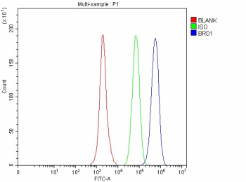 Flow Cytometry analysis of SH-SY5Y cells using anti-BRD1 antibody. Overlay histogram showing SH-SY5Y cells stained with (Blue line). To facilitate intracellular staining, cells were fixed with 4% paraformaldehyde and permeabilized with permeabilization buffer. The cells were blocked with 10% normal goat serum. And then incubated with rabbit anti-BRD1 antibody (1 ug/million cells) for 30 min at 20oC. DyLight 488 conjugated goat anti-rabbit IgG (5-10 ug/million cells) was used as secondary antibody for 30 minutes at 20oC. Isotype control antibody (Green line) was rabbit IgG (1 ug/million cells) used under the same conditions. Unlabelled sample without incubation with primary antibody and secondary antibody (Red line) was used as a blank control.