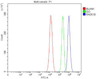 Flow Cytometry analysis of U87 cells using anti-RAD51B antibody. Overlay histogram showing U87 cells stained with (Blue line). To facilitate intracellular staining, cells were fixed with 4% paraformaldehyde and permeabilized with permeabilization buffer. The cells were blocked with 10% normal goat serum. And then incubated with rabbit anti-RAD51B antibody (1 ug/million cells) for 30 min at 20oC. DyLight 488 conjugated goat anti-rabbit IgG (5-10 ug/million cells) was used as secondary antibody for 30 minutes at 20oC. Isotype control antibody (Green line) was rabbit IgG (1 ug/million cells) used under the same conditions. Unlabelled sample without incubation with primary antibody and secondary antibody (Red line) was used as a blank control.
