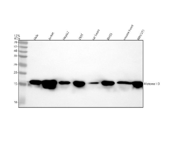 H3K36me1 Antibody / Histone H3 (mono methyl K36) Antibody (clone DEG-8) for WB. Western blot analysis of HIST1H3A / Histone H3 Lys36 monomethylation (K36me1) across multiple species and cell types including human HeLa, Jurkat, HepG2, and 293T cells, rat heart and RH35 cells, and mouse heart and NIH/3T3 cells using H3K36me1 Antibody / Histone H3 (mono methyl K36) Antibody. A band is detected at the predicted molecular weight of approximately 15-17 kDa corresponding to monomethylated Histone H3, consistent with gene body-associated chromatin and early transcription elongation states.