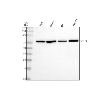 Western blot analysis of CAPN6 using anti-CAPN6 antibody. Lane 1: human whole cell lysates, Lane 2: human Caco-2 whole cell lysates, Lane 3: rat C6 whole cell lysates, Lane 4: mouse NIH/3T3 whole cell lysates. After electrophoresis, proteins were transferred to a nitrocellulose membrane at 150 mA for 50-90 minutes. Blocked the membrane with 5% non-fat milk/TBS for 1.5 hour at RT. The membrane was incubated with rabbit anti-CAPN6 antibody at 0.5 ug/ml overnight at 4oC, then washed with TBS-0.1%Tween 3 times with 5 minutes each and probed with a goat anti-rabbit IgG-HRP secondary antibody at a dilution of 1:5000 for 1.5 hour at RT. The signal was developed using enhanced chemiluminescent. The expected molecular weight of CAPN6 is ~75 kDa.