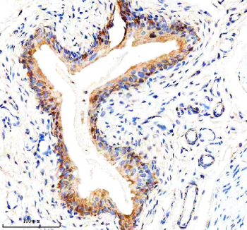 Immunohistochemical staining of EIF3H using anti-EIF3H antibody. EIF3H was detected in a paraffin-embedded section of rat bladder tissue. Heat mediated antigen retrieval was performed in EDTA buffer (pH 8.0, epitope retrieval solution). The tissue section was blocked with 10% goat serum. The tissue section was then incubated with 2 ug/ml rabbit anti-EIF3H antibody overnight at 4oC. Peroxidase Conjugated Goat Anti-rabbit IgG was used as secondary antibody and incubated for 30 minutes at 37oC. The tissue section was developed using an HRP secondary and DAB substrate.