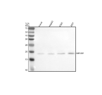 Western blot analysis of MPLKIP using anti-MPLKIP antibody. Electrophoresis was performed on a 12% SDS-PAGE gel at 80V (Stacking gel) / 120V (Resolving gel) for 2 hours. Lane 1: human Hacat whole cell lysates, Lane 2: human HepG2 whole cell lysates, Lane 3: human K562 whole cell lysates, Lane 4: human 293T whole cell lysates. After electrophoresis, proteins were transferred to a nitrocellulose membrane at 150 mA for 50-90 minutes. Blocked the membrane with 5% non-fat milk/TBS for 1.5 hour at RT. The membrane was incubated with rabbit anti-MPLKIP antibody at 0.5 ug/ml overnight at 4oC, then washed with TBS-0.1%Tween 3 times with 5 minutes each and probed with a goat anti-rabbit IgG-HRP secondary antibody at a dilution of 1:5000 for 1.5 hour at RT. The signal was developed using an ECL Plus Western Blotting Substrate. The expected molecular weight of MPLKIP is ~19 kDa.