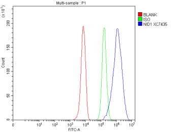 Flow Cytometry analysis of HepG2 cells using anti-NID1 antibody. Overlay histogram showing HepG2 cells stained with (Blue line). The cells were fixed with 4% paraformaldehyde and blocked with 10% normal goat serum. And then incubated with rabbit anti-NID1 antibody (1 ug/million cells) for 30 min at 20oC. DyLight 488 conjugated goat anti-rabbit IgG (5-10 ug/million cells) was used as secondary antibody for 30 minutes at 20oC. Isotype control antibody (Green line) was rabbit IgG (1 ug/million cells) used under the same conditions. Unlabelled sample without incubation with primary antibody and secondary antibody (Red line) was used as a blank control.