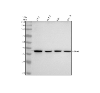 Western blot analysis of NSDHL using anti-NSDHL antibody. Lane 1: human whole cell lysates, Lane 2: human MCF-7 whole cell lysates, Lane 3: human RT4 whole cell lysates, Lane 4: human CACO-2 whole cell lysates. After electrophoresis, proteins were transferred to a nitrocellulose membrane at 150 mA for 50-90 minutes. Blocked the membrane with 5% non-fat milk/TBS for 1.5 hour at RT. The membrane was incubated with rabbit anti-NSDHL antibody at 1:500 overnight at 4oC, then washed with TBS-0.1%Tween 3 times with 5 minutes each and probed with a goat anti-rabbit IgG-HRP secondary antibody at a dilution of 1:500 for 1.5 hour at RT. The signal was developed using enhanced chemiluminescent. NSDHL antibody detects a single band migrating at ~38 kDa across the indicated cell and tissue lysates. Although the theoretical molecular weight is ~42 kDa, NSDHL is an ER-associated membrane protein that typically migrates faster on SDS-PAGE due to signal peptide cleavage and altered SDS binding. The observed size is consistent with published reports of the mature NSDHL form.