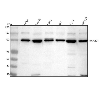 Western blot analysis of MAN2C1 using anti-MAN2C1 antibody. Lane 1: human Jurkat whole cell lysates, Lane 2: human HepG2 whole cell lysates, Lane 3: human THP-1 whole cell lysates, Lane 4: human RT4 whole cell lysates, Lane 5: rat PC-12 whole cell lysates, Lane 6: mouse NIH/3T3 whole cell lysates. After electrophoresis, proteins were transferred to a nitrocellulose membrane at 150 mA for 50-90 minutes. Blocked the membrane with 5% non-fat milk/TBS for 1.5 hour at RT. The membrane was incubated with rabbit anti-MAN2C1 antibody at 0.25 ug/ml overnight at 4oC, then washed with TBS-0.1%Tween 3 times with 5 minutes each and probed with a goat anti-rabbit IgG-HRP secondary antibody at a dilution of 1:5000 for 1.5 hour at RT. The signal was developed using enhanced chemiluminescent. The expected molecular weight of MAN2C1 is  105-117 kDa (multiple isoforms).