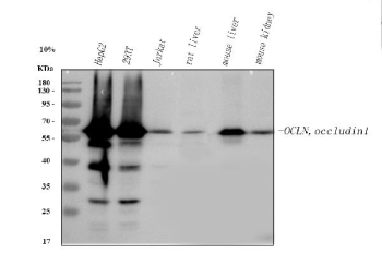 Western blot analysis of OCLN using anti-OCLN antibody rabbit polyclonal. Lane 1: human HepG2 whole cell lysates, Lane 2: human 293T whole cell lysates, Lane 3: human Jurkat whole cell lysates, Lane 4: rat liver tissue lysates, Lane 5: mouse liver tissue lysates, Lane 6: mouse kidney tissue lysates. After electrophoresis, proteins were transferred to a nitrocellulose membrane at 150 mA for 50-90 minutes. Blocked the membrane with 5% non-fat milk/TBS for 1.5 hour at RT. The membrane was incubated with rabbit anti-OCLN antibody at 0.5 ug/ml overnight at 4oC, then washed with TBS-0.1%Tween 3 times with 5 minutes each and probed with a goat anti-rabbit IgG-HRP secondary antibody at a dilution of 1:5000 for 1.5 hour at RT. The signal was developed using enhanced chemiluminescent. The expected molecular weight of OCLN is ~59 kDa.
