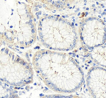 Immunohistochemical staining of OCLN using anti-OCLN antibody rabbit polyclonal. OCLN was detected in a paraffin-embedded section of human stomach tissue. Heat mediated antigen retrieval was performed in EDTA buffer (pH 8.0, epitope retrieval solution). The tissue section was blocked with 10% goat serum. The tissue section was then incubated with 2 ug/ml rabbit anti-OCLN antibody overnight at 4oC. Peroxidase Conjugated Goat Anti-rabbit IgG was used as secondary antibody and incubated for 30 minutes at 37oC. The tissue section was developed using an HRP secondary and DAB substrate.