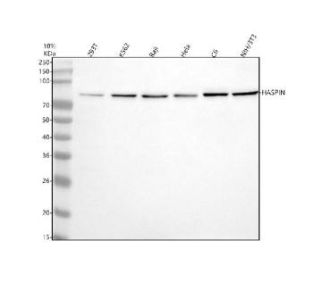Western blot analysis of HASPIN using anti-HASPIN antibody. Electrophoresis was performed on a 10% SDS-PAGE gel at 80V (Stacking gel) / 120V (Resolving gel) for 2 hours. Lane 1: human 293T whole cell lysates, Lane 2: human K562 whole cell lysates, Lane 3: human Raji whole cell lysates, Lane 4: human Hela whole cell lysates, Lane 5: rat C6 whole cell lysates, Lane 6: mouse NIH/3T3 whole cell lysates. After electrophoresis, proteins were transferred to a nitrocellulose membrane at 150 mA for 50-90 minutes. Blocked the membrane with 5% non-fat milk/TBS for 1.5 hour at RT. The membrane was incubated with rabbit anti-HASPIN antibody at 0.5 ug/ml overnight at 4oC, then washed with TBS-0.1%Tween 3 times with 5 minutes each and probed with a goat anti-rabbit IgG-HRP secondary antibody at a dilution of 1:5000 for 1.5 hour at RT. The signal was developed using an ECL Plus Western Blotting Substrate. The expected molecular weight of HASPIN is ~88 kDa.