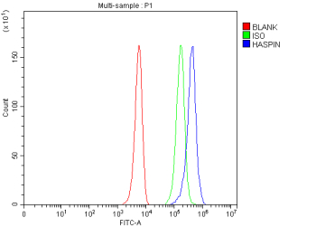 Flow Cytometry analysis of K562 cells using anti-HASPIN antibody. Overlay histogram showing K562 cells stained with (Blue line). To facilitate intracellular staining, cells were fixed with 4% paraformaldehyde and permeabilized with permeabilization buffer. The cells were blocked with 10% normal goat serum. And then incubated with rabbit anti-HASPIN antibody (1 ug/million cells) for 30 min at 20oC. DyLight 488 conjugated goat anti-rabbit IgG (5-10 ug/million cells) was used as secondary antibody for 30 minutes at 20oC. Isotype control antibody (Green line) was rabbit IgG (1 ug/million cells) used under the same conditions. Unlabelled sample without incubation with primary antibody and secondary antibody (Red line) was used as a blank control.