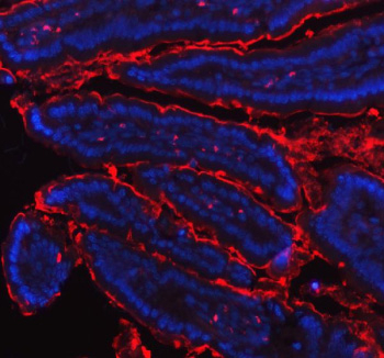 Immunofluorescent staining of MEP1B using anti-MEP1B antibody (red). MEP1B was detected in paraffin-embedded section of mouse colon tissue. Heat mediated antigen retrieval was performed in EDTA buffer (pH 8.0, epitope retrieval solution). The tissue section was blocked with 10% goat serum. The tissue section was then incubated with 5ug/ml rabbit anti-MEP1B antibody overnight at 4oC. Dylight 550 Conjugated Goat Anti-Rabbit IgG was used as secondary antibody at 1:500 dilution and incubated for 30 minutes at 37oC. The section was counterstained with DAPI nuclear stain (blue). Visualize using a fluorescence microscope and filter sets appropriate for the label used.