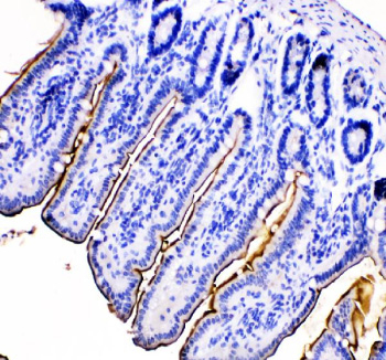 Immunohistochemical staining of MEP1B using anti-MEP1B antibody. MEP1B was detected in a paraffin-embedded section of mouse intestine tissue. Heat mediated antigen retrieval was performed in EDTA buffer (pH 8.0, epitope retrieval solution). The tissue section was blocked with 10% goat serum. The tissue section was then incubated with 2 ug/ml rabbit anti-MEP1B antibody overnight at 4oC. Peroxidase Conjugated Goat Anti-rabbit IgG was used as secondary antibody and incubated for 30 minutes at 37oC. The tissue section was developed using an HRP secondary and DAB substrate.