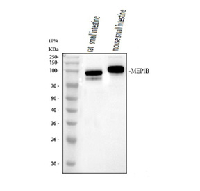 Western blot analysis of MEP1B using anti-MEP1B antibody. Electrophoresis was performed on a 10% SDS-PAGE gel at 80V (Stacking gel) / 120V (Resolving gel) for 2-3 hours. Lane 1: rat small intestine tissue lysates, Lane 2: mouse small intestine tissue lysates. After electrophoresis, proteins were transferred to a nitrocellulose membrane at 150 mA for 50-90 minutes. Blocked the membrane with 5% non-fat milk/TBS for 1.5 hour at RT. The membrane was incubated with rabbit anti-MEP1B antibody at 0.5 ug/ml overnight at 4oC, then washed with TBS-0.1%Tween 3 times with 5 minutes each and probed with a goat anti-rabbit IgG-HRP secondary antibody at a dilution of 1:5000 for 1.5 hour at RT. The signal was developed using an ECL Plus Western Blotting Substrate. The expected molecular weight of MEP1B is ~80 kDa.