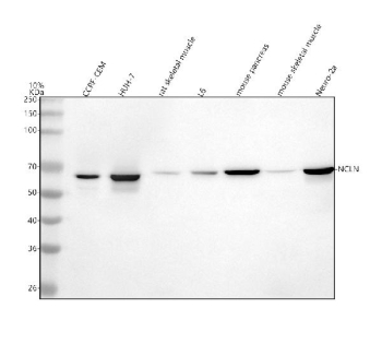 Western blot analysis of NCLN using anti-NCLN antibody. Lane 1: human CCRF-CEM whole cell lysates, Lane 2: human HUH-7 whole cell lysates, Lane 3: rat skeletal muscle tissue lysates, Lane 4: rat L6 whole cell lysates, Lane 5: mouse pancreas tissue lysates, Lane 6: mouse skeletal muscle tissue lysates, Lane 7: mouse Neuro-2a whole cell lysates. After electrophoresis, proteins were transferred to a nitrocellulose membrane at 150 mA for 50-90 minutes. Blocked the membrane with 5% non-fat milk/TBS for 1.5 hour at RT. The membrane was incubated with rabbit anti-NCLN antibody at 0.5 ug/ml overnight at 4oC, then washed with TBS-0.1%Tween 3 times with 5 minutes each and probed with a goat anti-rabbit IgG-HRP secondary antibody at a dilution of 1:5000 for 1.5 hour at RT. The signal was developed using enhanced chemiluminescent. The expected molecular weight of NCLN is ~63 kDa.