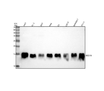 Western blot analysis of SEC61B using anti-SEC61B antibody. Lane 1: human whole cell lysates, Lane 2: human PC-3 whole cell lysates, Lane 3: human 293T whole cell lysates, Lane 4: human Hela whole cell lysates, Lane 5: rat C6 whole cell lysates, Lane 6: mouse C2C12 whole cell lysates, Lane 7: mouse RAW264.7 whole cell lysates, Lane 8: mouse 3T3-L1 whole cell lysates. After electrophoresis, proteins were transferred to a nitrocellulose membrane at 150 mA for 50-90 minutes. Blocked the membrane with 5% non-fat milk/TBS for 1.5 hour at RT. The membrane was incubated with rabbit anti-SEC61B antibody at 0.25 ug/ml overnight at 4oC, then washed with TBS-0.1%Tween 3 times with 5 minutes each and probed with a goat anti-rabbit IgG-HRP secondary antibody at a dilution of 1:5000 for 1.5 hour at RT. The signal was developed using enhanced chemiluminescent. SEC61B (~10â11 kDa predicted) was detected as a band at ~14 kDa, likely reflecting its small size combined with membrane integration and potential post-translational modification or complex retention which slows migration in SDSâPAGE.