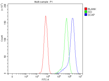 Flow Cytometry analysis of C6 cells using anti-SCAP antibody. Overlay histogram showing C6 cells stained with (Blue line). To facilitate intracellular staining, cells were fixed with 4% paraformaldehyde and permeabilized with permeabilization buffer. The cells were blocked with 10% normal goat serum. And then incubated with rabbit anti-SCAP antibody (1 ug/million cells) for 30 min at 20oC. DyLight 488 conjugated goat anti-rabbit IgG (5-10 ug/million cells) was used as secondary antibody for 30 minutes at 20oC. Isotype control antibody (Green line) was rabbit IgG (1 ug/million cells) used under the same conditions. Unlabelled sample without incubation with primary antibody and secondary antibody (Red line) was used as a blank control.