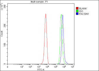 Flow Cytometry analysis of K562 cells using anti-PACSIN1 antibody. Overlay histogram showing K562 cells stained with (Blue line). To facilitate intracellular staining, cells were fixed with 4% paraformaldehyde and permeabilized with permeabilization buffer. The cells were blocked with 10% normal goat serum. And then incubated with rabbit anti-PACSIN1 antibody (1 ug/million cells) for 30 min at 20oC. DyLight 488 conjugated goat anti-rabbit IgG (5-10 ug/million cells) was used as secondary antibody for 30 minutes at 20oC. Isotype control antibody (Green line) was rabbit IgG (1 ug/million cells) used under the same conditions. Unlabelled sample (Red line) was also used as a control.