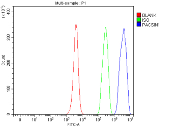 Flow Cytometry analysis of JK cells using anti-PACSIN1 antibody. Overlay histogram showing JK cells stained with (Blue line). To facilitate intracellular staining, cells were fixed with 4% paraformaldehyde and permeabilized with permeabilization buffer. The cells were blocked with 10% normal goat serum. And then incubated with rabbit anti-PACSIN1 antibody (1 ug/million cells) for 30 min at 20oC. DyLight 488 conjugated goat anti-rabbit IgG (5-10 ug/million cells) was used as secondary antibody for 30 minutes at 20oC. Isotype control antibody (Green line) was rabbit IgG (1 ug/million cells) used under the same conditions. Unlabelled sample (Red line) was also used as a control.