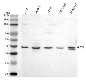 Western blot analysis of PBX4 using anti-PBX4 antibody. Lane 1: human 293T whole cell lysates, Lane 2: human SK-OV-3 whole cell lysates, Lane 3: human whole cell lysates, Lane 4: human COLO320 whole cell lysates, Lane 5: human Raw264.7 whole cell lysates. After electrophoresis, proteins were transferred to a nitrocellulose membrane at 150 mA for 50-90 minutes. Blocked the membrane with 5% non-fat milk/TBS for 1.5 hour at RT. The membrane was incubated with rabbit anti-PBX4 antibody at 0.5 ug/ml overnight at 4oC, then washed with TBS-0.1%Tween 3 times with 5 minutes each and probed with a goat anti-rabbit IgG-HRP secondary antibody at a dilution of 1:5000 for 1.5 hour at RT. The signal was developed using enhanced chemiluminescent. The expected molecular weight of PBX4 is ~40 kDa.