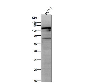 All lanes use the PIK3CB antibody at 1:3K dilution for 1 hour at room temperature. Predicted molecular weight ~110 kDa.