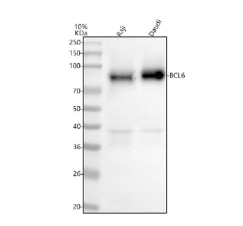 BCL6 (~79 kDa predicted) typically migrates between 78-100 kDa by Western blot due to extensive phosphorylation, acetylation, and SUMOylation of the native protein.