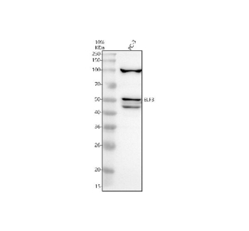 Western blot analysis of ELF3 using anti-ELF3 antibody. Electrophoresis was performed on a 10% SDS-PAGE gel at 80V (Stacking gel) / 120V (Resolving gel) for 2 hours. Lane 1: human PC-3 whole cell lysates. After electrophoresis, proteins were transferred to a nitrocellulose membrane at 150 mA for 50-90 minutes. Blocked the membrane with 5% non-fat milk/TBS for 1.5 hour at RT. The membrane was incubated with rabbit anti-ELF3 antibody at 0.5 ug/ml overnight at 4oC, then washed with TBS-0.1%Tween 3 times with 5 minutes each and probed with a goat anti-rabbit IgG-HRP secondary antibody at a dilution of 1:5000 for 1.5 hour at RT. The signal was developed using an ECL Plus Western Blotting Substrate. ELF3 (~41 kDa predicted) was detected as bands at ~42 kDa, ~50 kDa, and ~100 kDa. The ~50 kDa form corresponds to phosphorylated/SUMO-modified ELF3, while the ~100 kDa species likely represents a dimeric or complex-associated form, consistent with published reports.