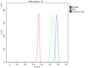 Flow Cytometry analysis of 293T cells using anti-FGD5 antibody. Overlay histogram showing 293T cells stained with (Blue line). To facilitate intracellular staining, cells were fixed with 4% paraformaldehyde and permeabilized with permeabilization buffer. The cells were blocked with 10% normal goat serum. And then incubated with rabbit anti-FGD5 antibody (1 ug/million cells) for 30 min at 20oC. DyLight 488 conjugated goat anti-rabbit IgG (5-10 ug/million cells) was used as secondary antibody for 30 minutes at 20oC. Isotype control antibody (Green line) was rabbit IgG (1 ug/million cells) used under the same conditions. Unlabelled sample without incubation with primary antibody and secondary antibody (Red line) was used as a blank control.