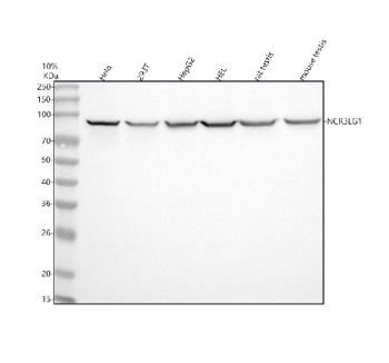 Western blot analysis of NCR3LG1 using anti-NCR3LG1 antibody. Lane 1: human Hela whole cell lysates, Lane 2: human 293T whole cell lysates, Lane 3: human HepG2 whole cell lysates, Lane 4: human HEL whole cell lysates, Lane 5: rat testis tissue lysates, Lane 6: mouse testis tissue lysates. After electrophoresis, proteins were transferred to a nitrocellulose membrane at 150 mA for 50-90 minutes. Blocked the membrane with 5% non-fat milk/TBS for 1.5 hour at RT. The membrane was incubated with rabbit anti-NCR3LG1 antibody at 0.5 ug/ml overnight at 4oC, then washed with TBS-0.1%Tween 3 times with 5 minutes each and probed with a goat anti-rabbit IgG-HRP secondary antibody at a dilution of 1:5000 for 1.5 hour at RT. The signal was developed using enhanced chemiluminescent. NCR3LG1 (B7-H6) was detected at ~90 kDa, above the ~51 kDa predicted size, consistent with its documented N-linked glycosylation and mature membrane-glycoprotein form.
