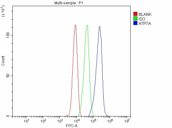 Flow Cytometry analysis of HepG2 cells using anti-ATP7A antibody. Overlay histogram showing HepG2 cells stained with (Blue line). The cells were fixed with 4% paraformaldehyde and blocked with 10% normal goat serum. And then incubated with rabbit anti-ATP7A antibody (1 ug/million cells) for 30 min at 20oC. DyLight 488 conjugated goat anti-rabbit IgG (5-10 ug/million cells) was used as secondary antibody for 30 minutes at 20oC. Isotype control antibody (Green line) was rabbit IgG (1 ug/million cells) used under the same conditions. Unlabelled sample without incubation with primary antibody and secondary antibody (Red line) was used as a blank control.