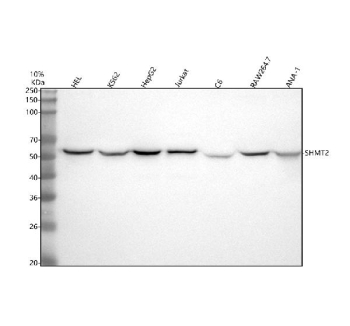 Western blot analysis of SHMT2 using anti-SHMT2 antibody. Electrophoresis was performed on a 10% SDS-PAGE gel at 80V (Stacking gel) / 120V (Resolving gel) for 2 hours. Lane 1: human HEL whole cell lysates, Lane 2: human K562 whole cell lysates, Lane 3: human HepG2 whole cell lysates, Lane 4: human Jurkat whole cell lysates, Lane 5: rat C6 whole cell lysates, Lane 6: mouse RAW264.7 whole cell lysates, Lane 7: mouse ANA-1 whole cell lysates. After electrophoresis, proteins were transferred to a nitrocellulose membrane at 150 mA for 50-90 minutes. Blocked the membrane with 5% non-fat milk/TBS for 1.5 hour at RT. The membrane was incubated with rabbit anti-SHMT2 antibody at 1:1000 overnight at 4oC, then washed with TBS-0.1%Tween 3 times with 5 minutes each and probed with a goat anti-rabbit IgG-HRP secondary antibody at a dilution of 1:5000 for 1.5 hour at RT. The signal was developed using an ECL Plus Western Blotting Substrate. The expected molecular weight of SHMT2 is ~56 kDa.