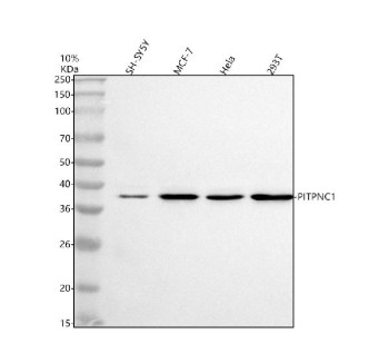 Western blot analysis of PITPNC1 using anti-PITPNC1 antibody. Electrophoresis was performed on a 10% SDS-PAGE gel at 80V (Stacking gel) / 120V (Resolving gel) for 2 hours. Lane 1: human SH-SY5Y whole cell lysates, Lane 2: human MCF-7 whole cell lysates, Lane 3: human Hela whole cell lysates, Lane 4: human 293T whole cell lysates. After electrophoresis, proteins were transferred to a nitrocellulose membrane at 150 mA for 50-90 minutes. Blocked the membrane with 5% non-fat milk/TBS for 1.5 hour at RT. The membrane was incubated with rabbit anti-PITPNC1 antibody at 0.5 ug/ml overnight at 4oC, then washed with TBS-0.1%Tween 3 times with 5 minutes each and probed with a goat anti-rabbit IgG-HRP secondary antibody at a dilution of 1:5000 for 1.5 hour at RT. The signal was developed using an ECL Plus Western Blotting Substrate. The expected molecular weight of PITPNC1 is ~38 kDa.