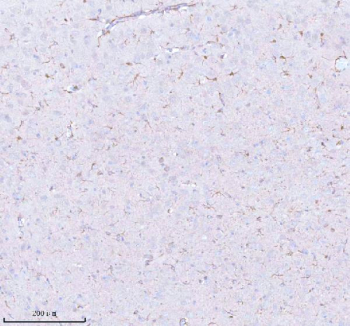 Immunohistochemical staining of STRBP using anti-STRBP antibody. STRBP was detected in a paraffin-embedded section of rat brain tissue. Heat mediated antigen retrieval was performed in EDTA buffer (pH 8.0, epitope retrieval solution). The tissue section was blocked with 10% goat serum. The tissue section was then incubated with 2 ug/ml rabbit anti-STRBP antibody overnight at 4oC. Peroxidase Conjugated Goat Anti-rabbit IgG was used as secondary antibody and incubated for 30 minutes at 37oC. The tissue section was developed using an HRP secondary and DAB substrate.