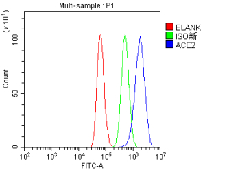 ACE2 Antibody for FACS in human HepG2 cells. Flow cytometry analysis using a rabbit polyclonal ACE2 antibody demonstrates a rightward fluorescence shift in HepG2 cells compared with isotype control and unstained samples, indicating ACE2-positive cells. Cells were fixed with 4% paraformaldehyde and permeabilized prior to staining. Blue line: ACE2-stained cells; green line: rabbit IgG isotype control; red line: unstained control. Detection was performed using DyLight 488-conjugated goat anti-rabbit IgG secondary antibody.