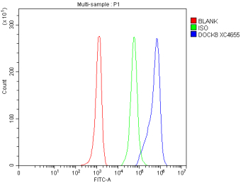 Flow Cytometry analysis of Raji cells using anti-DOCK8 antibody. Overlay histogram showing Raji cells stained with (Blue line). The cells were fixed with 4% paraformaldehyde and blocked with 10% normal goat serum. And then incubated with rabbit anti-DOCK8 antibody (1 ug/million cells) for 30 min at 20oC. DyLight 488 conjugated goat anti-rabbit IgG (5-10 ug/million cells) was used as secondary antibody for 30 minutes at 20oC. Isotype control antibody (Green line) was rabbit IgG (1 ug/million cells) used under the same conditions. Unlabelled sample without incubation with primary antibody and secondary antibody (Red line) was used as a blank control.