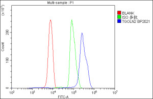 TGOLN2 Antibody Human Immune Cell FACS. Flow cytometric analysis of fixed and permeabilized human U937 cells using TGOLN2 Antibody at 1 ug/million cells. Cells were blocked with goat serum and compared against cells alone (red) and isotype control (green). A DyLight 488-conjugated goat anti-rabbit IgG secondary antibody was used for detection. TGOLN2 Antibody demonstrates a clear positive shift (blue), confirming intracellular TGOLN2 detection in U937 cells and supporting studies of trans-Golgi network function, protein sorting, vesicle trafficking, and secretory pathway regulation.