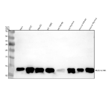 Histone H4 Antibody Multi-Species WB. Western blot analysis of human cell lysates and rodent tissue lysates using Histone H4 antibody. Lane 1: human HeLa cells, Lane 2: human 293T cells, Lane 3: human HepG2 cells, Lane 4: human HT1080 cells, Lane 5: rat kidney tissue, Lane 6: rat thymus tissue, Lane 7: mouse kidney tissue, Lane 8: mouse thymus tissue. A strong band is detected near 11-14 kDa, consistent with the predicted molecular weight range of Histone H4 / HIST1H4 family proteins. The slightly increased apparent molecular weight may reflect post-translational histone modifications including acetylation, phosphorylation, or methylation that alter electrophoretic mobility. Broad detection across human, rat, and mouse samples supports the highly conserved expression of this chromatin-associated nucleosome core protein.