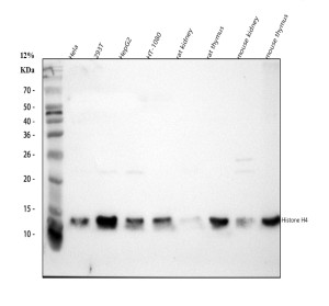 Histone H4 Antibody Human, Mouse and Rat WB. Western blot analysis was performed with Histone H4 Antibody on human HeLa, 293T, HepG2 and HT-1080 cell lysates (lanes 1-4), rat kidney and thymus tissue lysates (lanes 5-6), and mouse kidney and thymus tissue lysates (lanes 7-8). Samples were separated by 12% SDS-PAGE under reducing conditions, and the antibody was used at 0.05 ug/ml overnight at 4oC. A prominent band is detected at approximately 14 kDa, close to the expected molecular weight of approximately 11 kDa for Histone H4. This Histone H4 Antibody demonstrates detection of Histone H4 across human, mouse and rat samples.