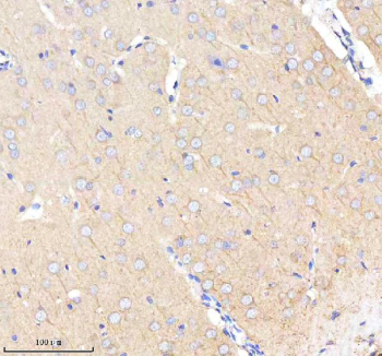 Immunohistochemical staining of BCAP29 using anti-BCAP29 antibody. BCAP29 was detected in a paraffin-embedded section of rat brain tissue. Heat mediated antigen retrieval was performed in EDTA buffer (pH 8.0, epitope retrieval solution). The tissue section was blocked with 10% goat serum. The tissue section was then incubated with 2 ug/ml rabbit anti-BCAP29 antibody overnight at 4oC. Peroxidase Conjugated Goat Anti-rabbit IgG was used as secondary antibody and incubated for 30 minutes at 37oC. The tissue section was developed using an HRP secondary and DAB substrate.